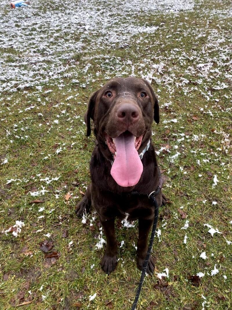 Enlarge Buck, a Adoptable mixed breed in Cortland, NY image 6/6