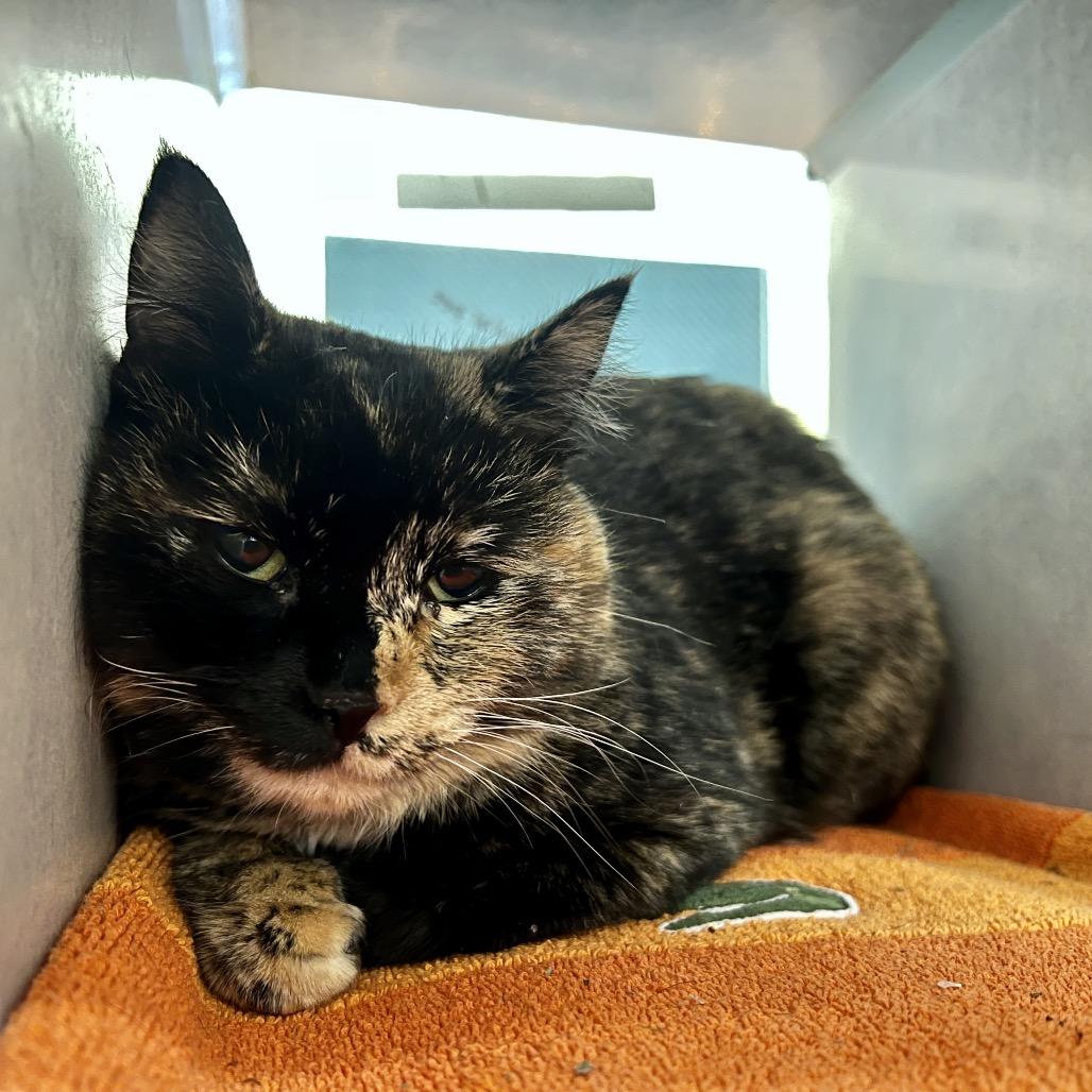 Enlarge Callie, a Adoptable Domestic Short Hair in Glenwood Springs, CO image 1/2