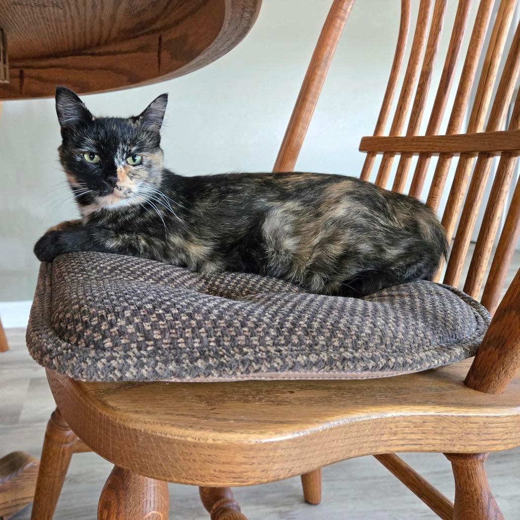 Enlarge Callie, a Adoptable Domestic Short Hair in Glenwood Springs, CO image 2/2