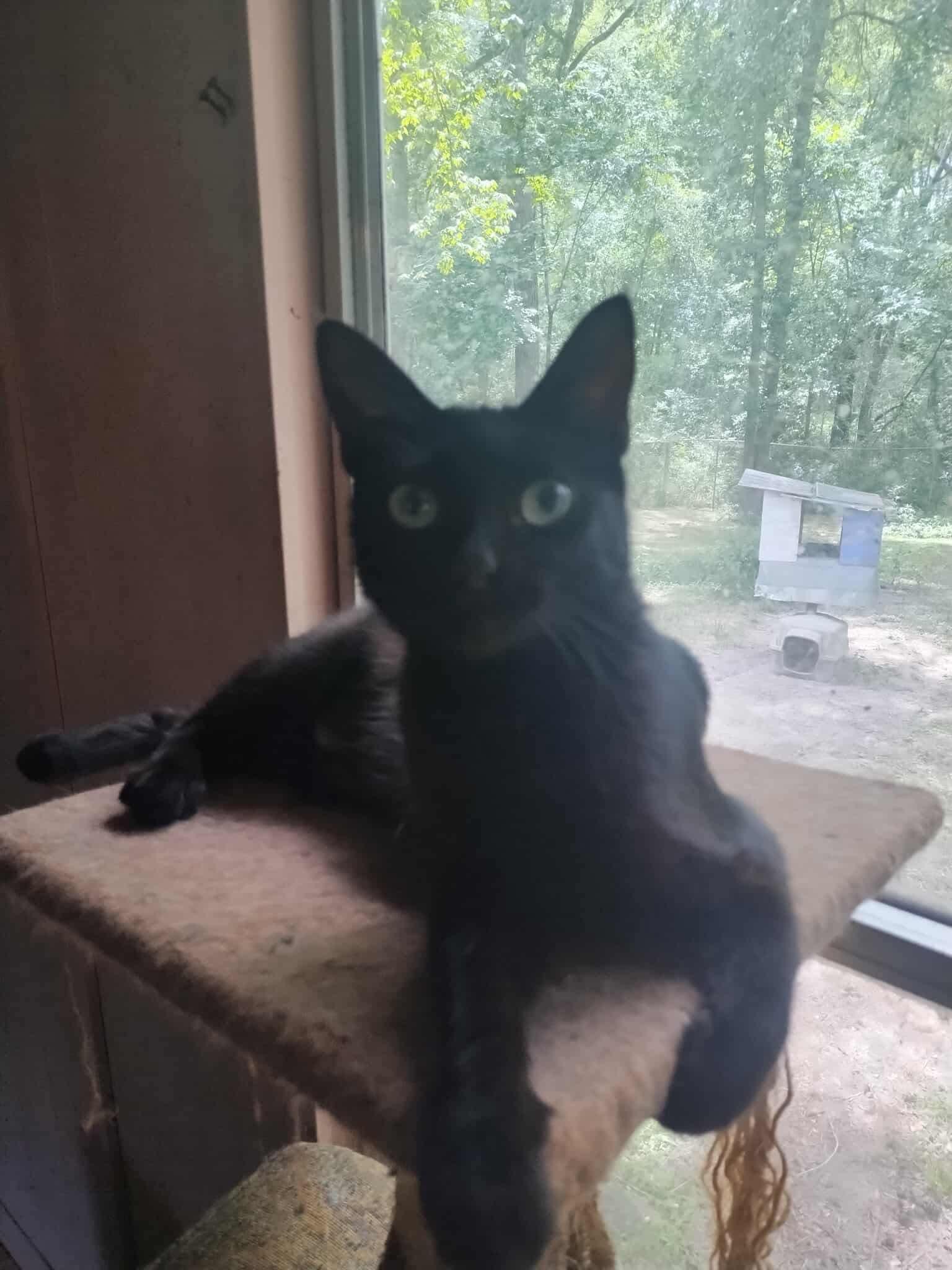 Enlarge Berry, a Adoptable mixed breed in MONTGOMERY, TX image 1/1