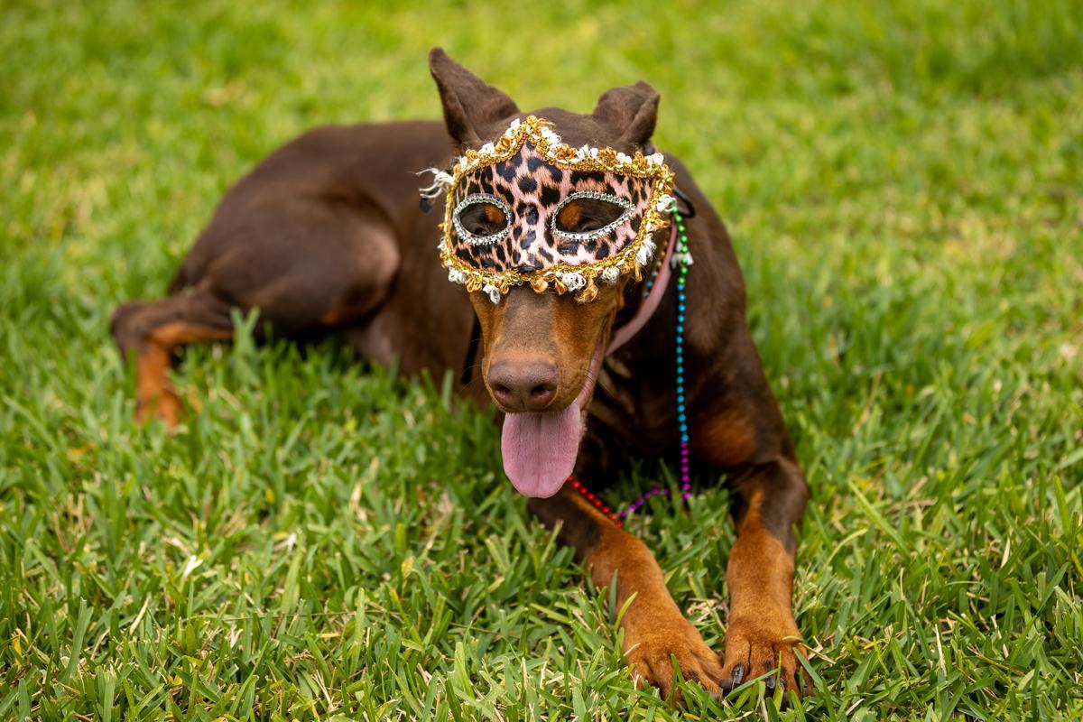 Erin, an adopted Doberman Pinscher in Pleasant Valley, MO image 3/6
