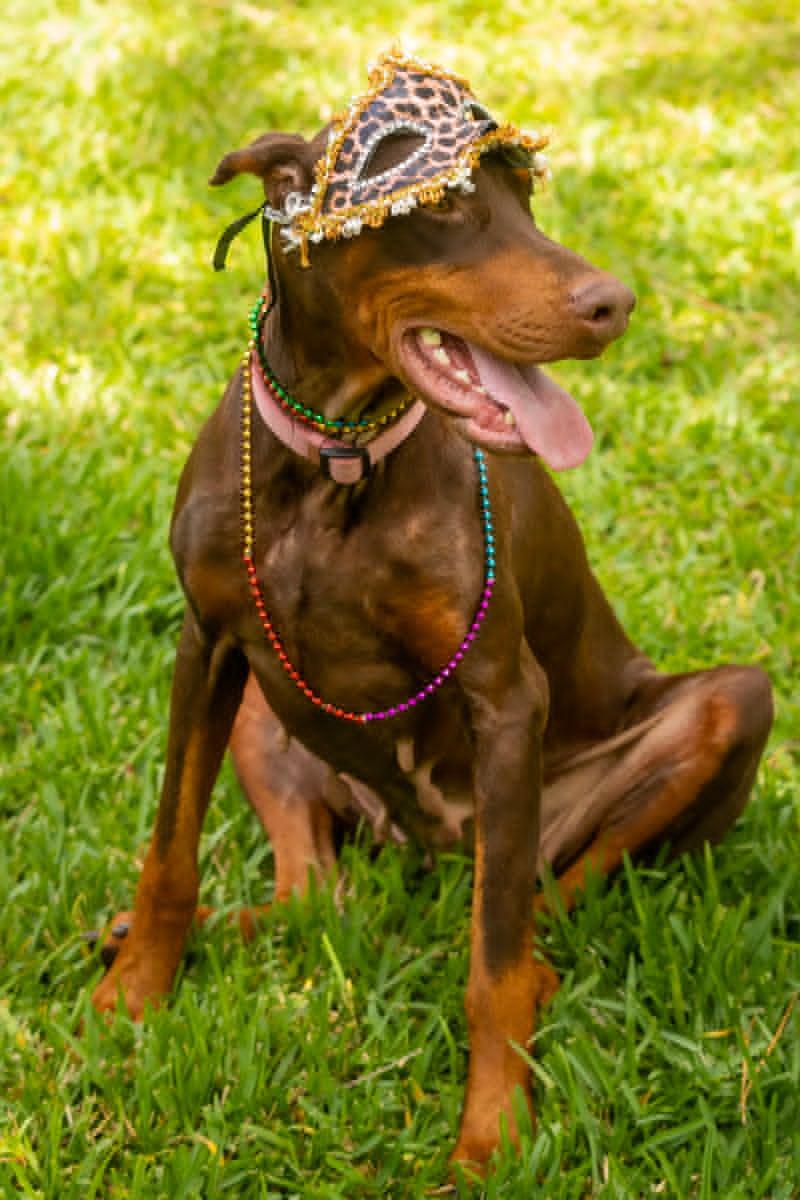 Erin, an adopted Doberman Pinscher in Pleasant Valley, MO image 4/6
