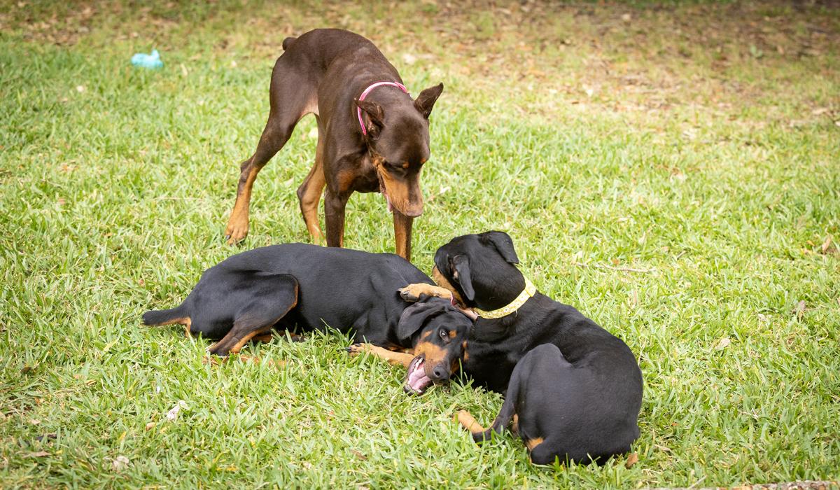 Erin, an adopted Doberman Pinscher in Pleasant Valley, MO image 5/6