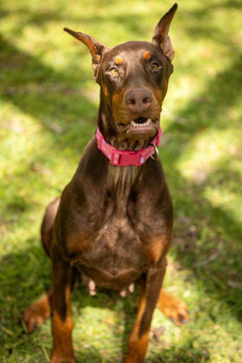 Erin, an adopted Doberman Pinscher in Pleasant Valley, MO image 2/6
