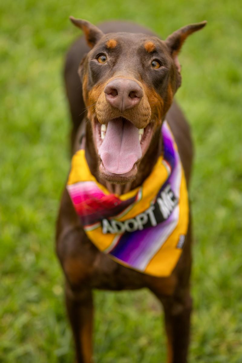 Erin, an adopted Doberman Pinscher in Pleasant Valley, MO image 1/6