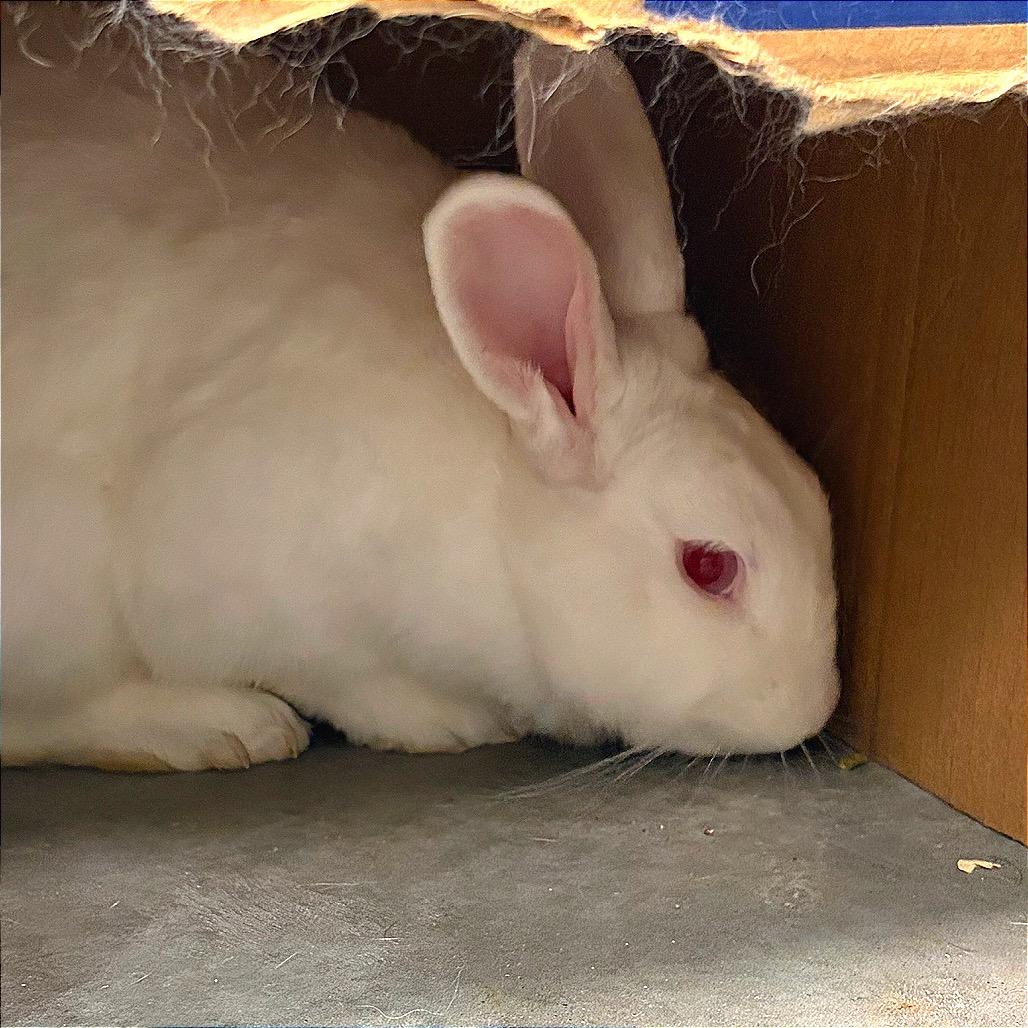 Bill, Adoptable, Young Male Bunny Rabbit.