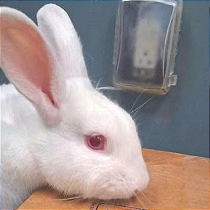 Enlarge Bill, a Adoptable Bunny Rabbit in Hannibal, MO image 2/4