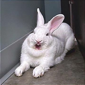 Enlarge Bill, a Adoptable Bunny Rabbit in Hannibal, MO image 3/4