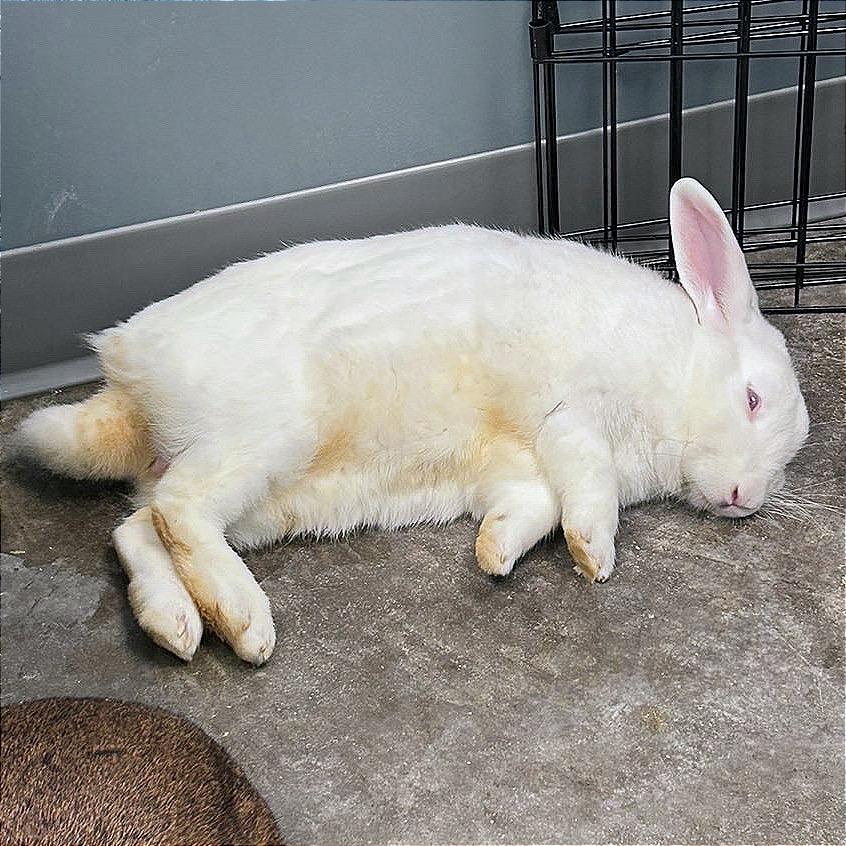 Enlarge Bill, a Adoptable Bunny Rabbit in Hannibal, MO image 4/4