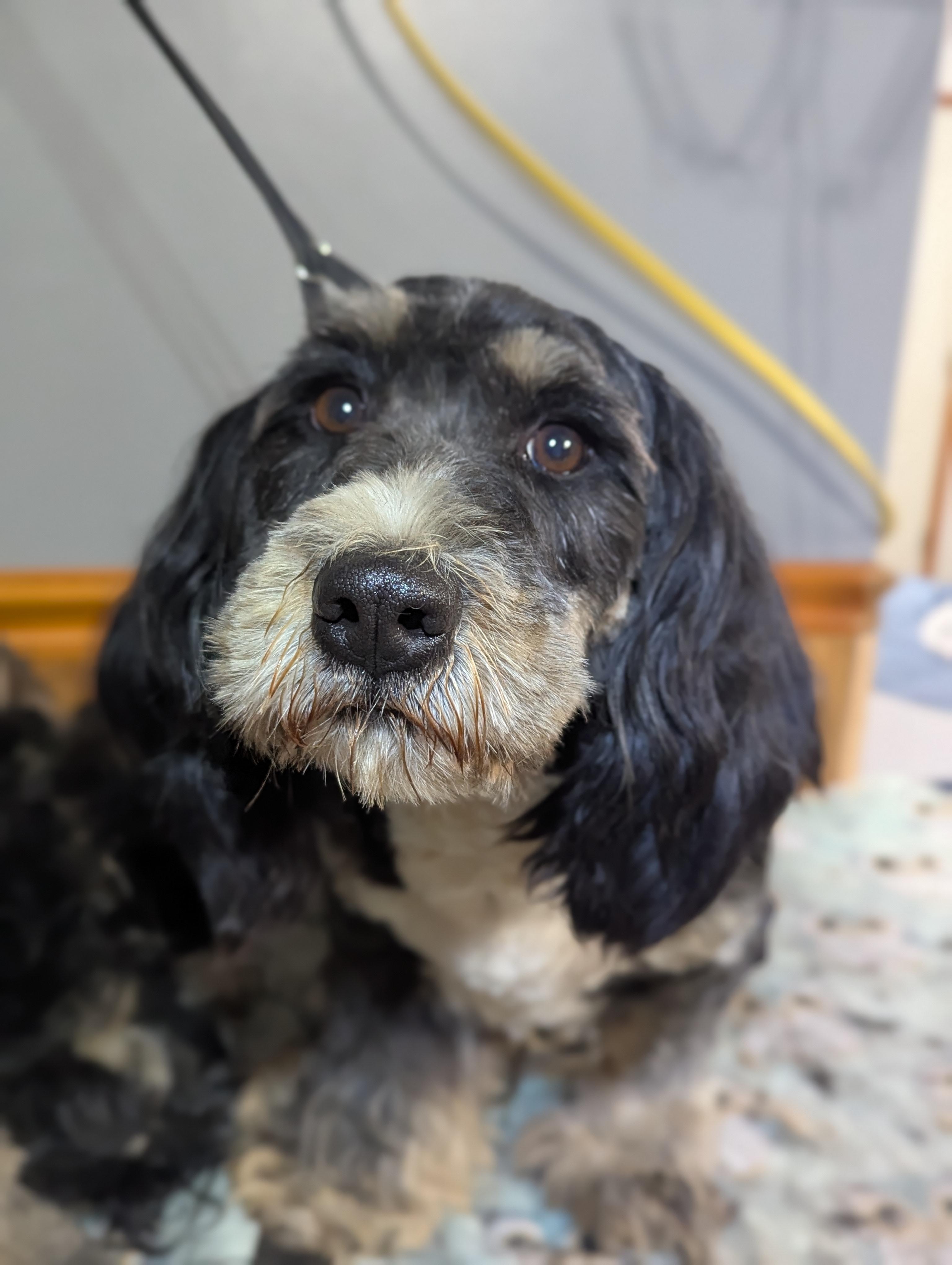 Enlarge Sundae, an adopted mixed breed in Cowlesville, NY image 1/1