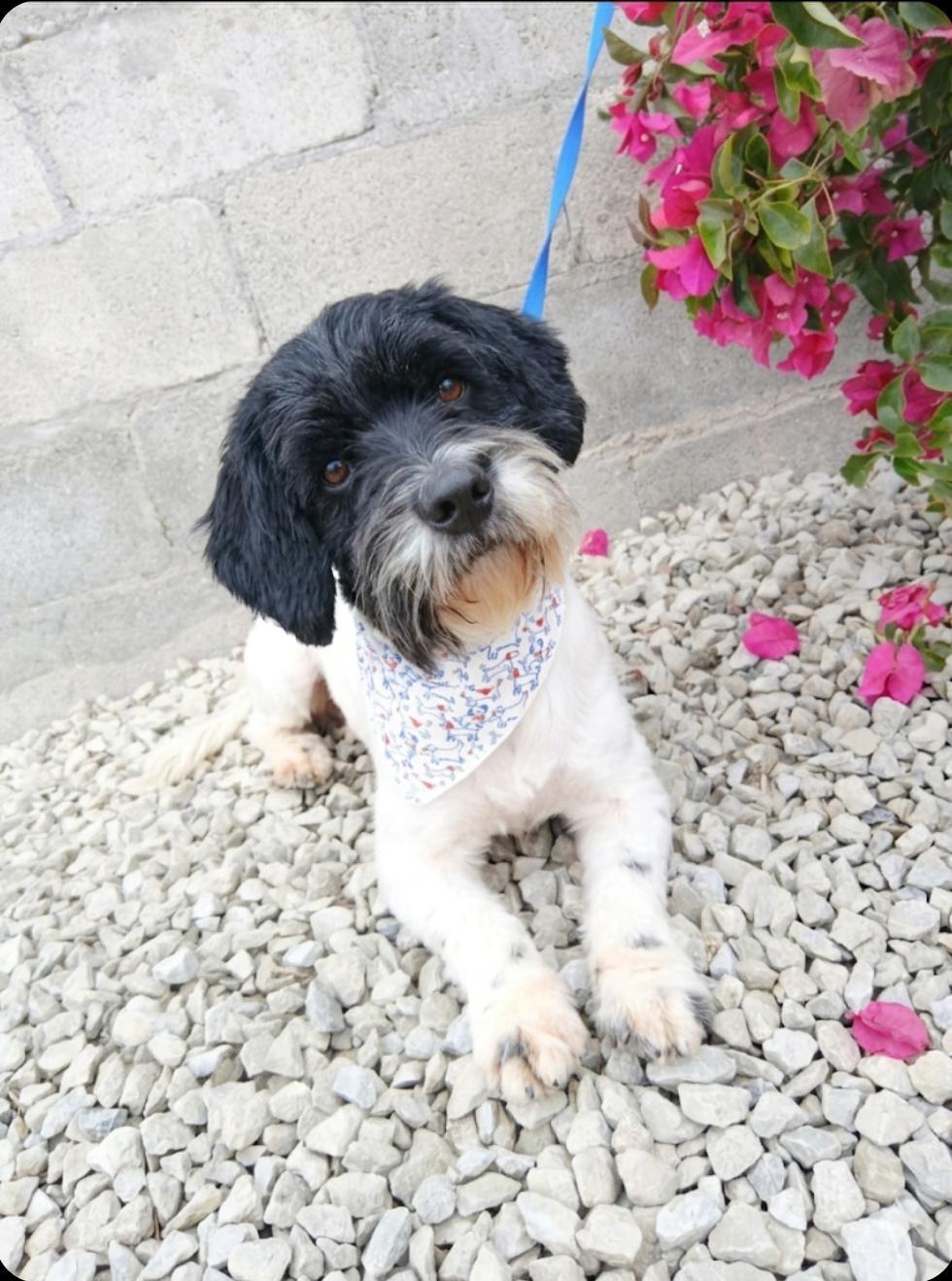 Enlarge Carlitos, a ADOPTABLE mixed breed in Los Angeles, CA image 3/4