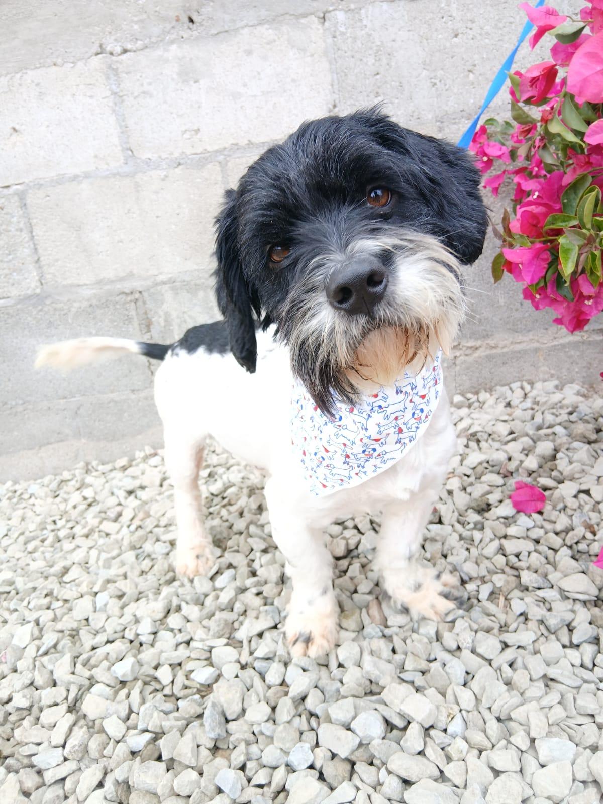 Enlarge Carlitos, a ADOPTABLE mixed breed in Los Angeles, CA image 4/4