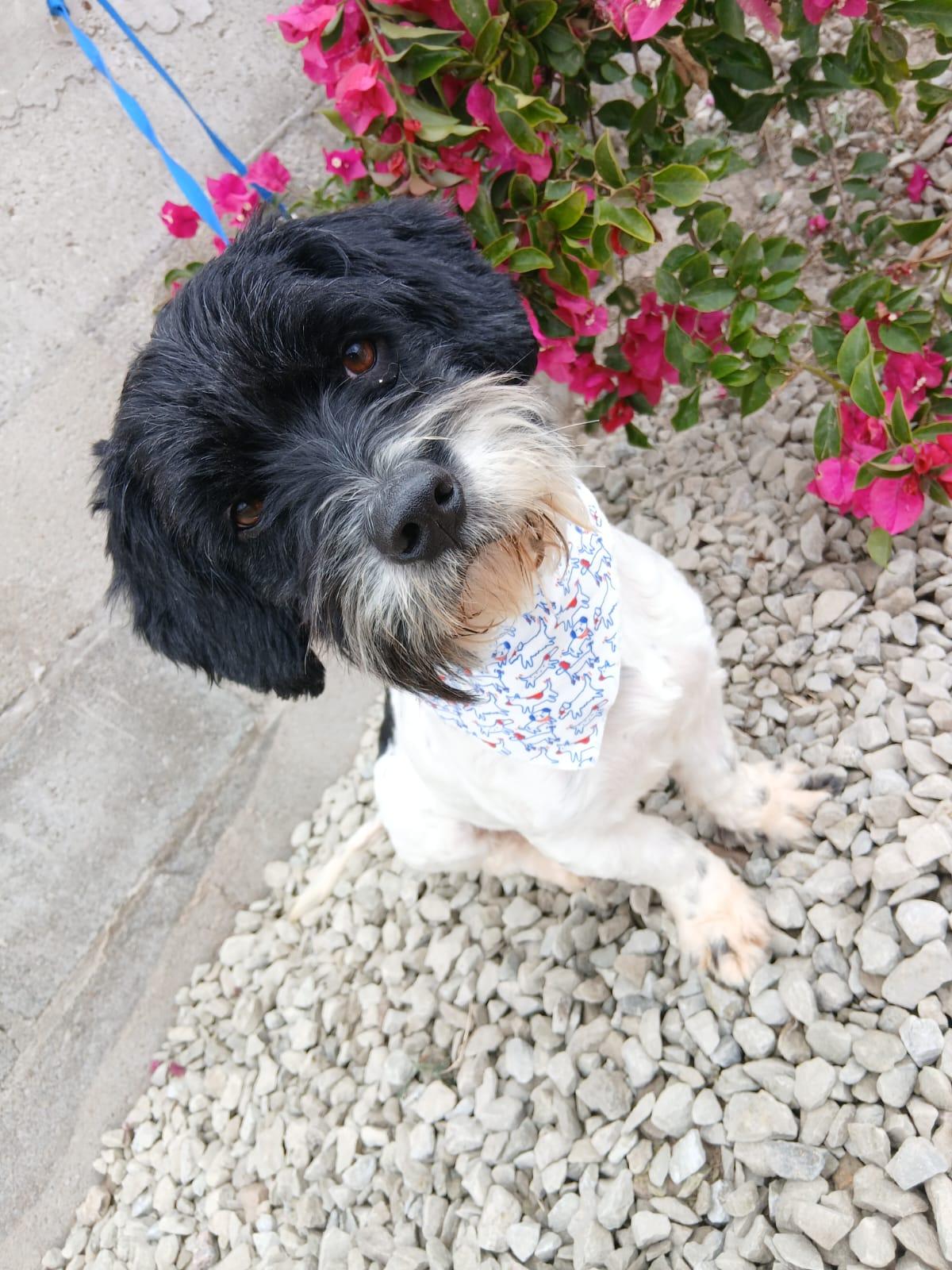 Enlarge Carlitos, a ADOPTABLE mixed breed in Los Angeles, CA image 2/4