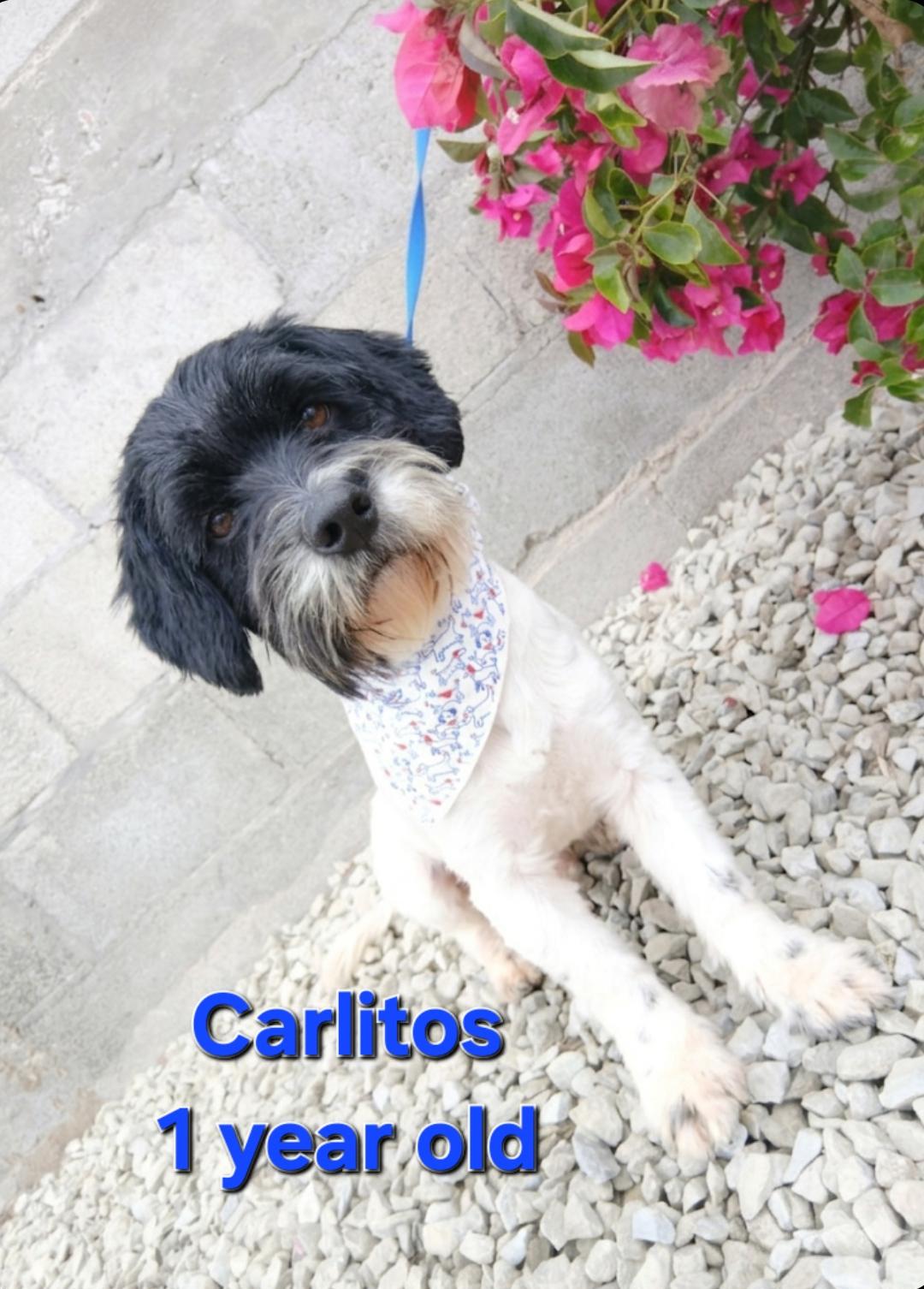 Enlarge Carlitos, a ADOPTABLE mixed breed in Los Angeles, CA image 1/4