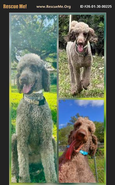 Enlarge Latke, a ADOPTABLE Poodle in Boca Raton, FL image 1/1