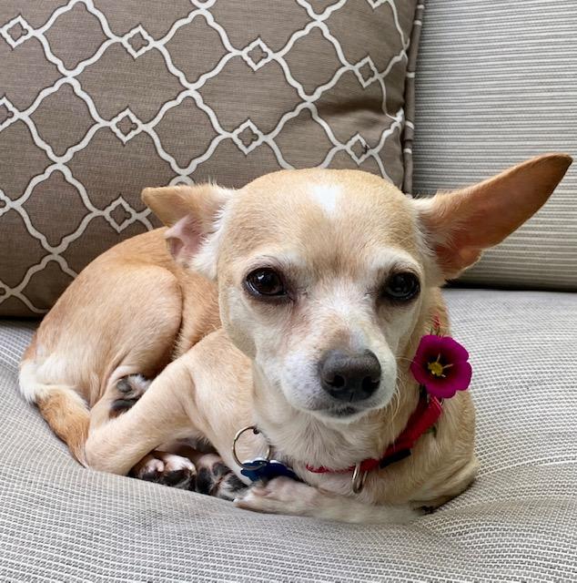 CRICKET, Adopted, Adult Female Chihuahua.