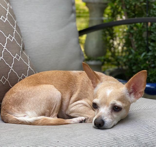 Enlarge CRICKET, a Adopted Chihuahua in New York, NY image 2/6