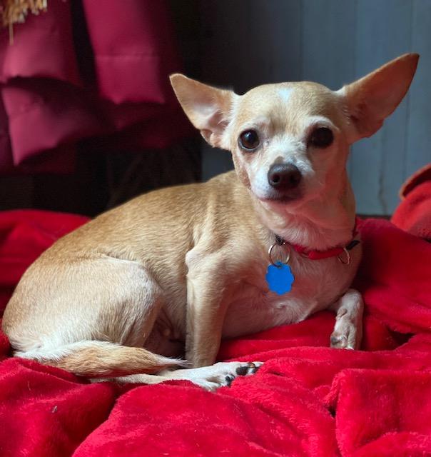 Enlarge CRICKET, a Adopted Chihuahua in New York, NY image 3/6