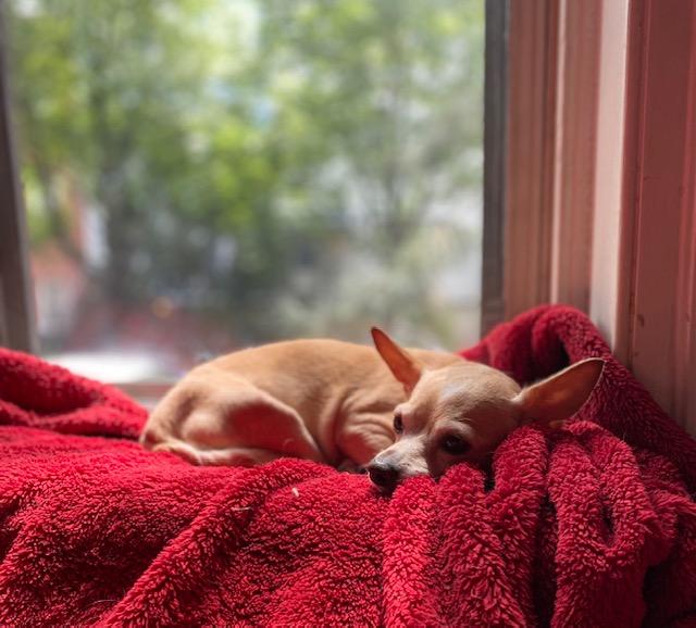 Enlarge CRICKET, a Adopted Chihuahua in New York, NY image 4/6