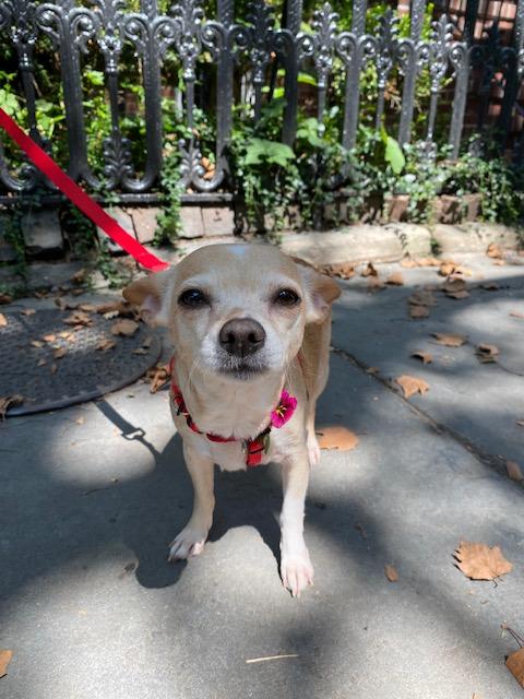 Enlarge CRICKET, a Adopted Chihuahua in New York, NY image 5/6