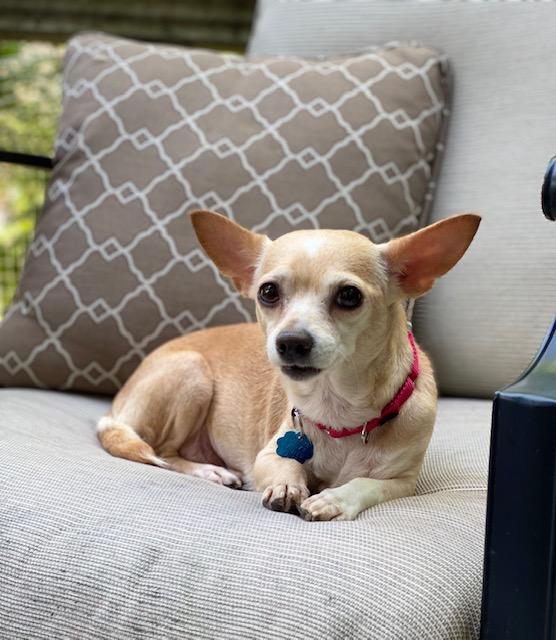 Enlarge CRICKET, a Adopted Chihuahua in New York, NY image 6/6