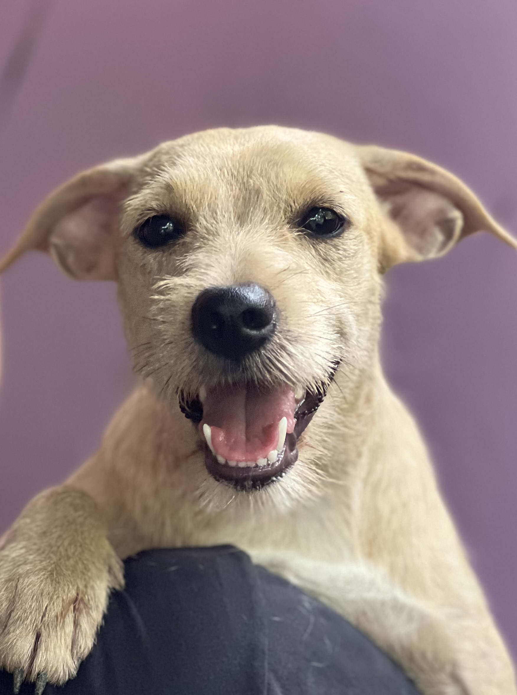 Enlarge Beyonce, a Adopted mixed breed in New York, NY image 1/3