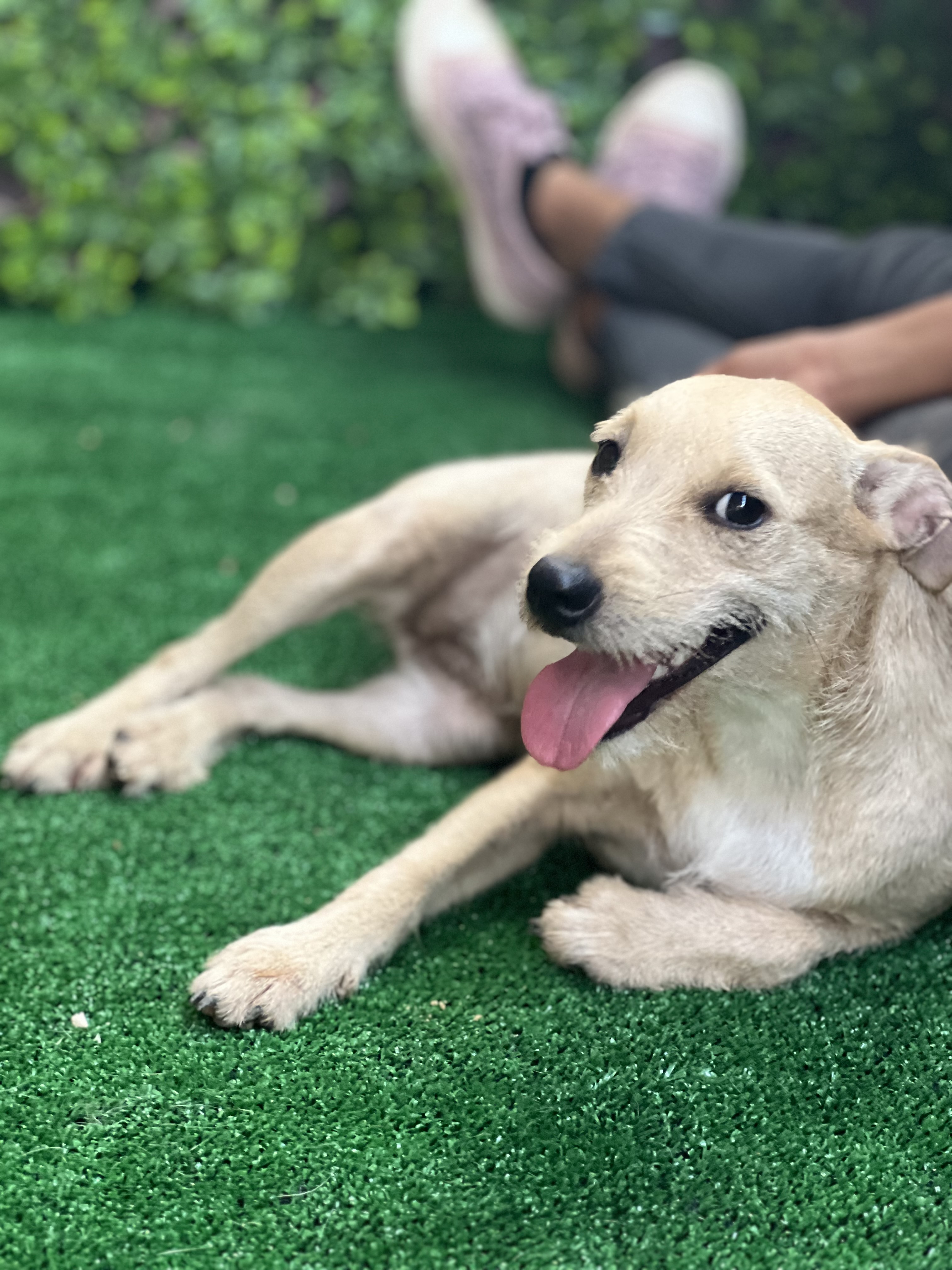 Enlarge Beyonce, a Adopted mixed breed in New York, NY image 2/3