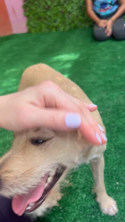 Enlarge Beyonce, a Adopted mixed breed in New York, NY video 3/3