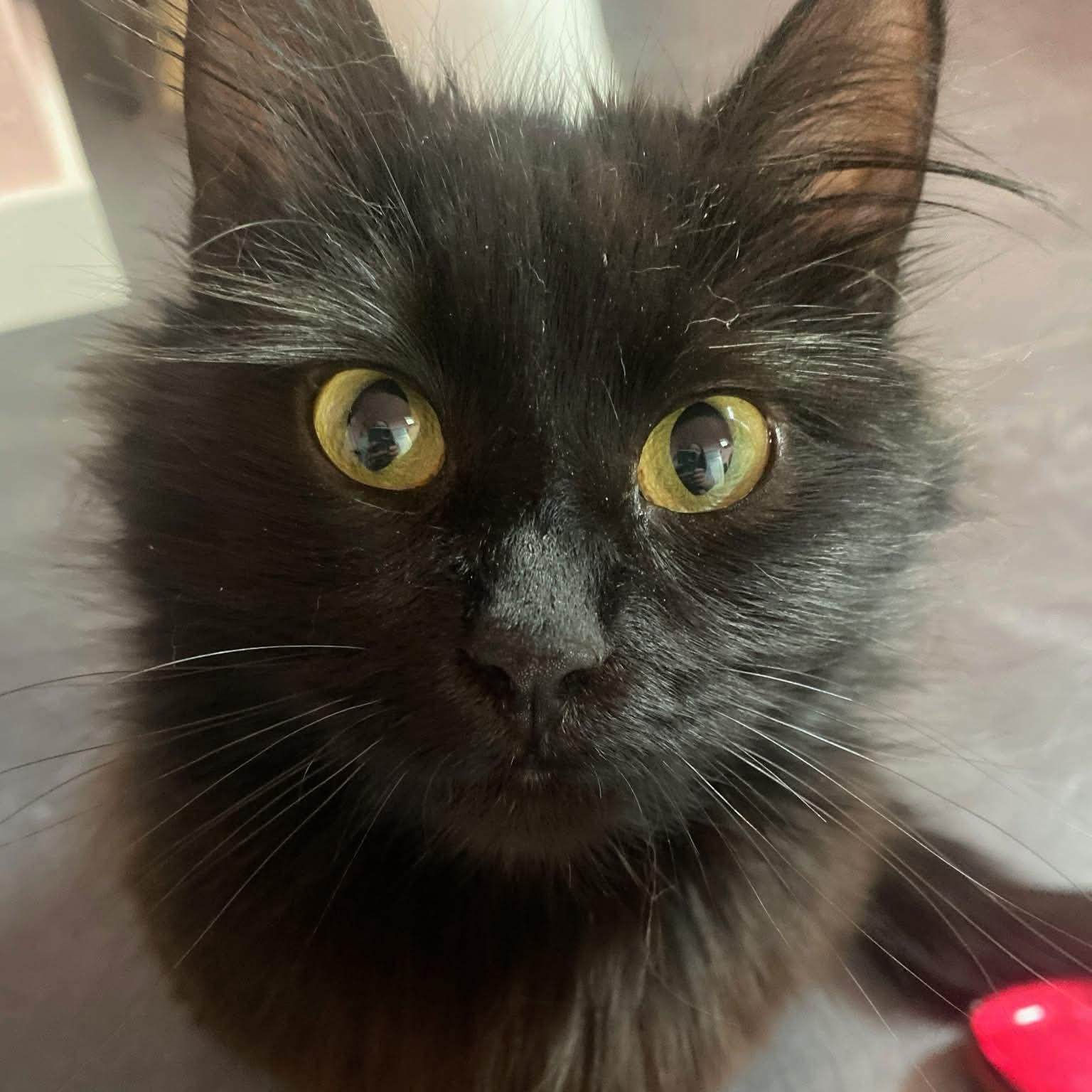 Hope, a ADOPTABLE Domestic Long Hair in Gladstone, OR image 2/6