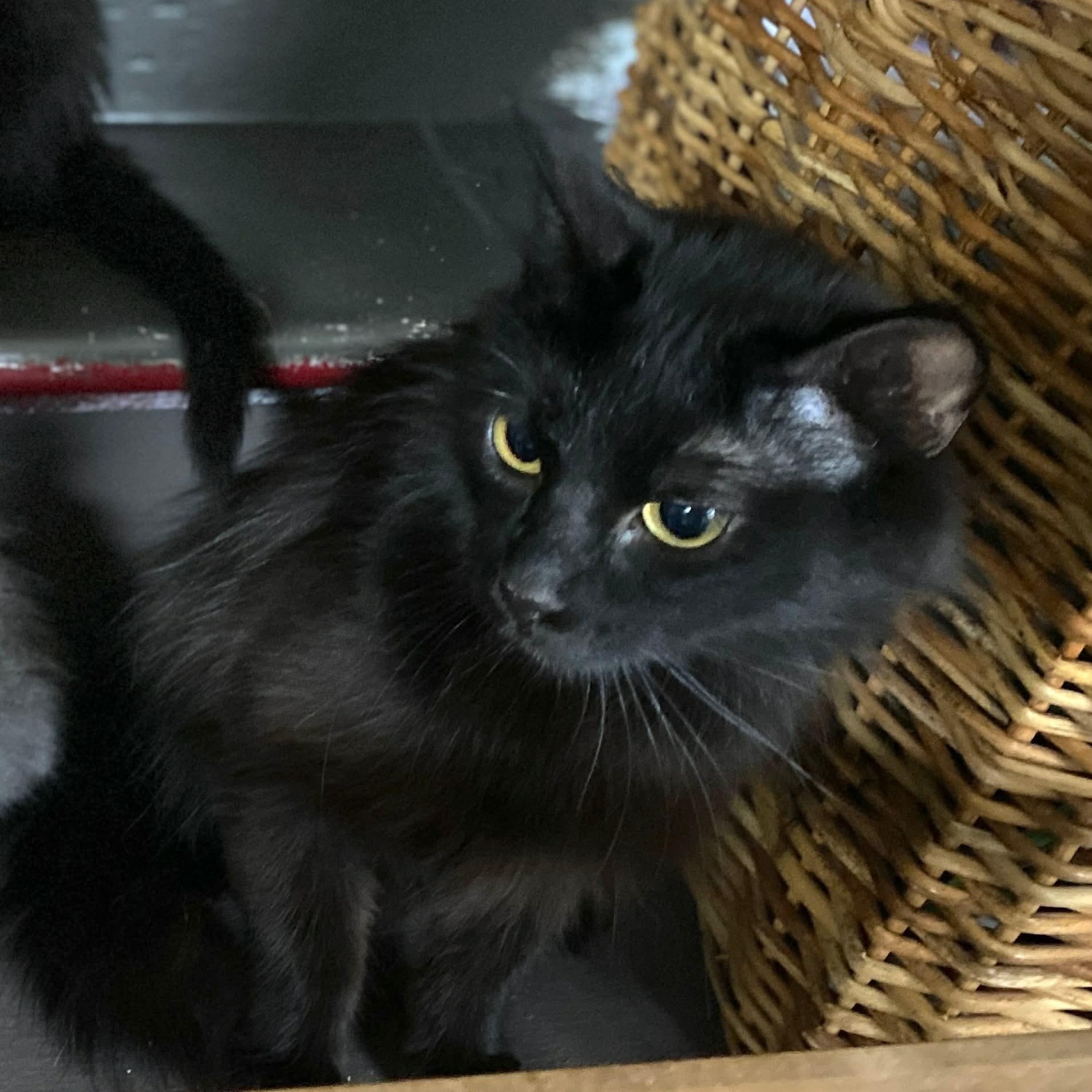 Hope, a ADOPTABLE Domestic Long Hair in Gladstone, OR image 4/6