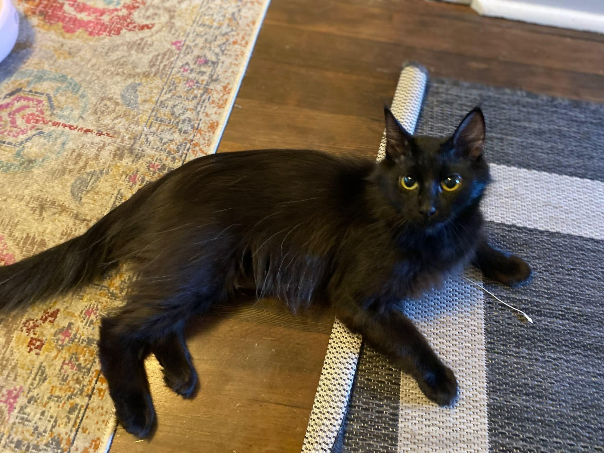 Hope, a ADOPTABLE Domestic Long Hair in Gladstone, OR image 5/6