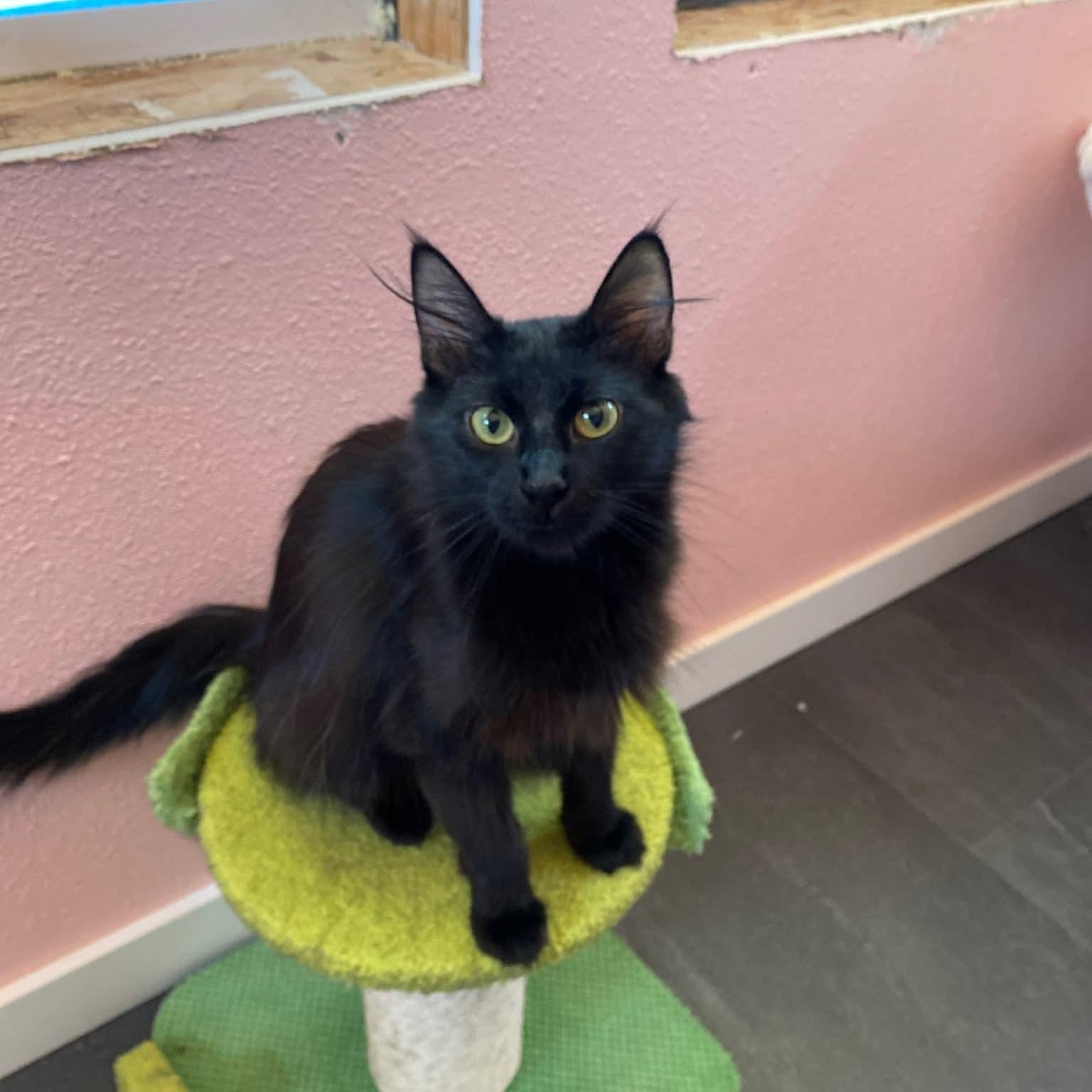 Hope, a ADOPTABLE Domestic Long Hair in Gladstone, OR image 6/6