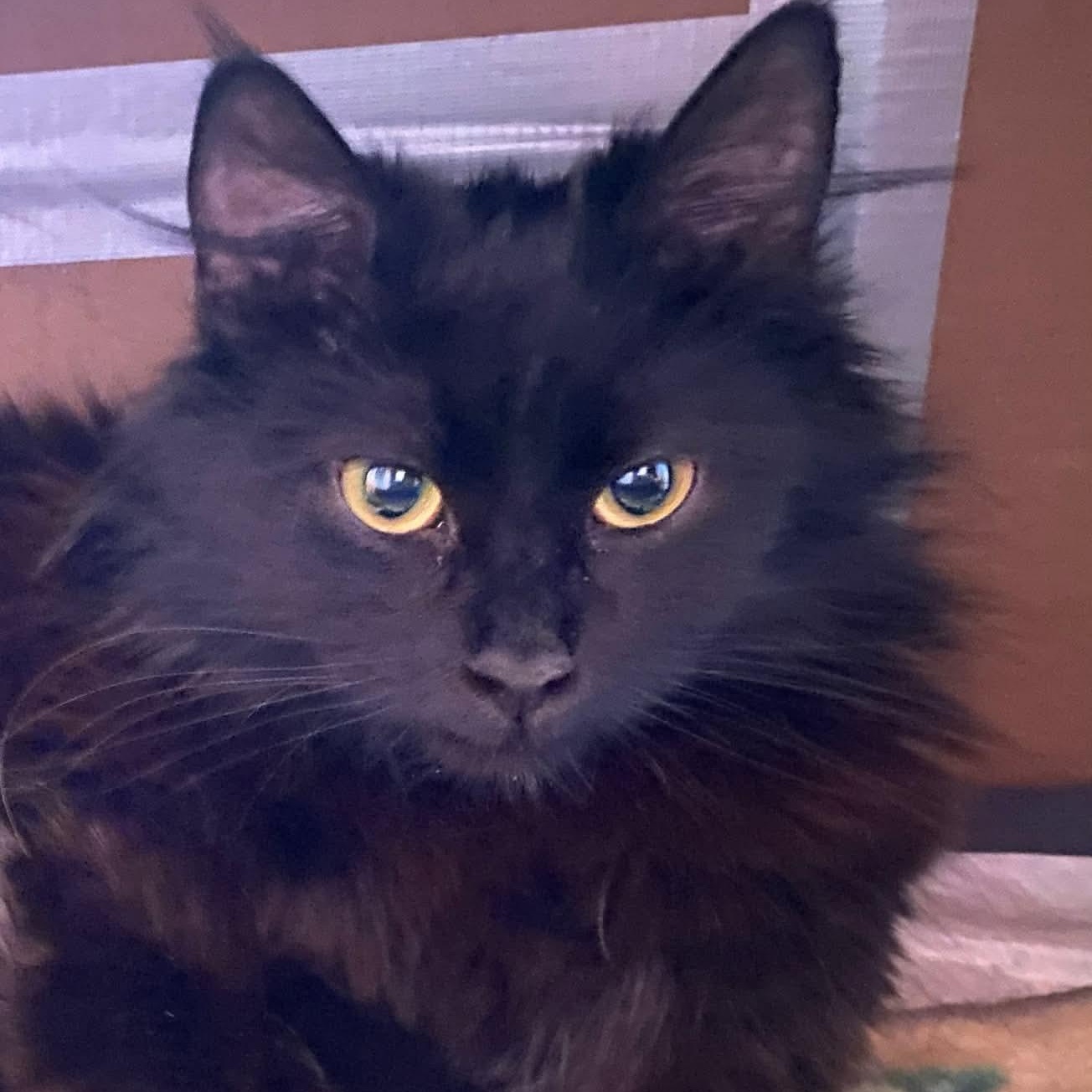Hope, ADOPTABLE, Young Female Domestic Long Hair.