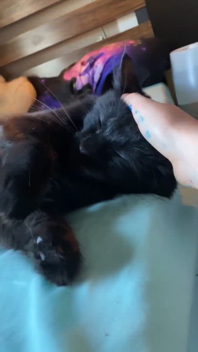 Enlarge Hope, a ADOPTABLE Domestic Long Hair in Gladstone, OR video 3/6