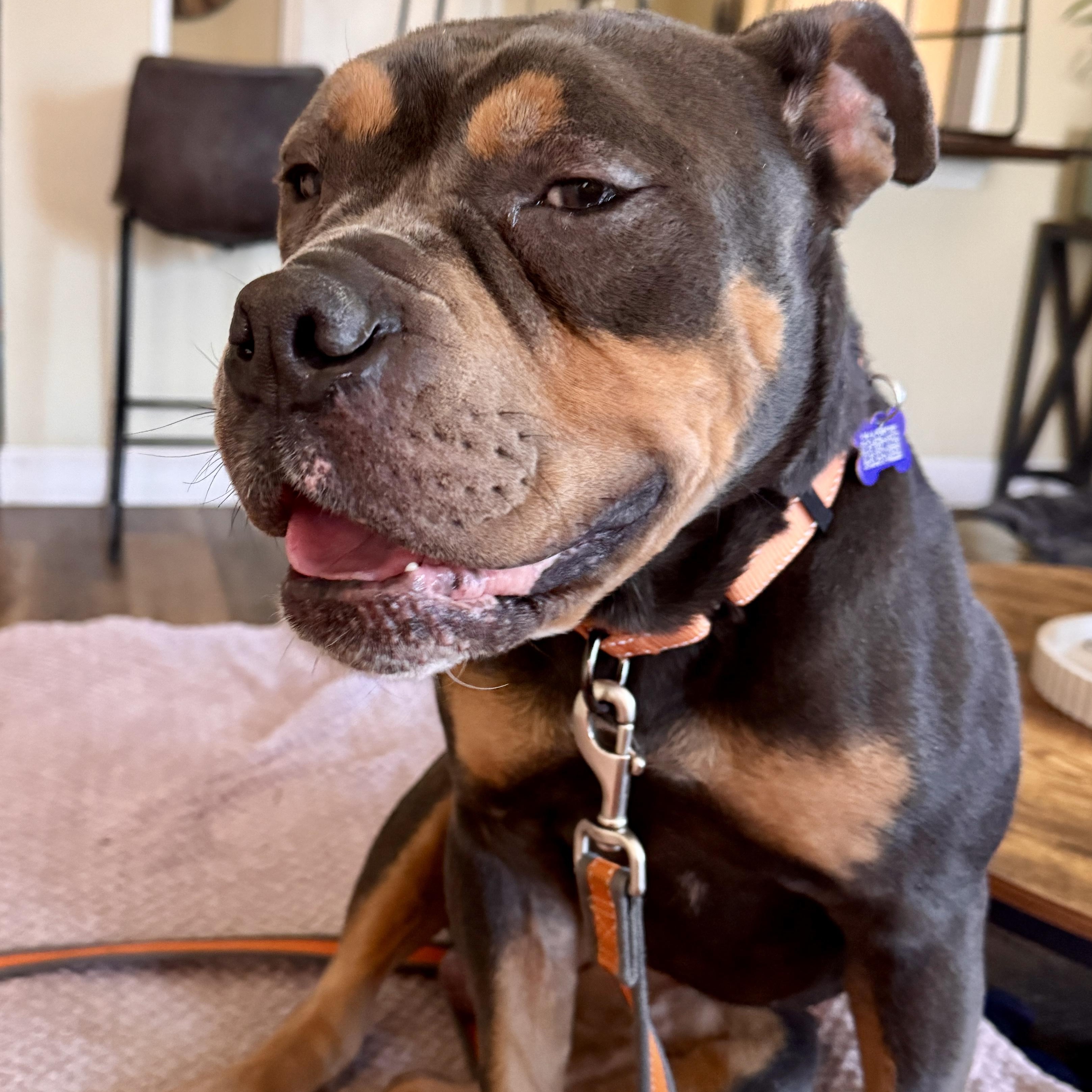 Buster Brown, a ADOPTABLE mixed breed in Austin, TX image 4/5