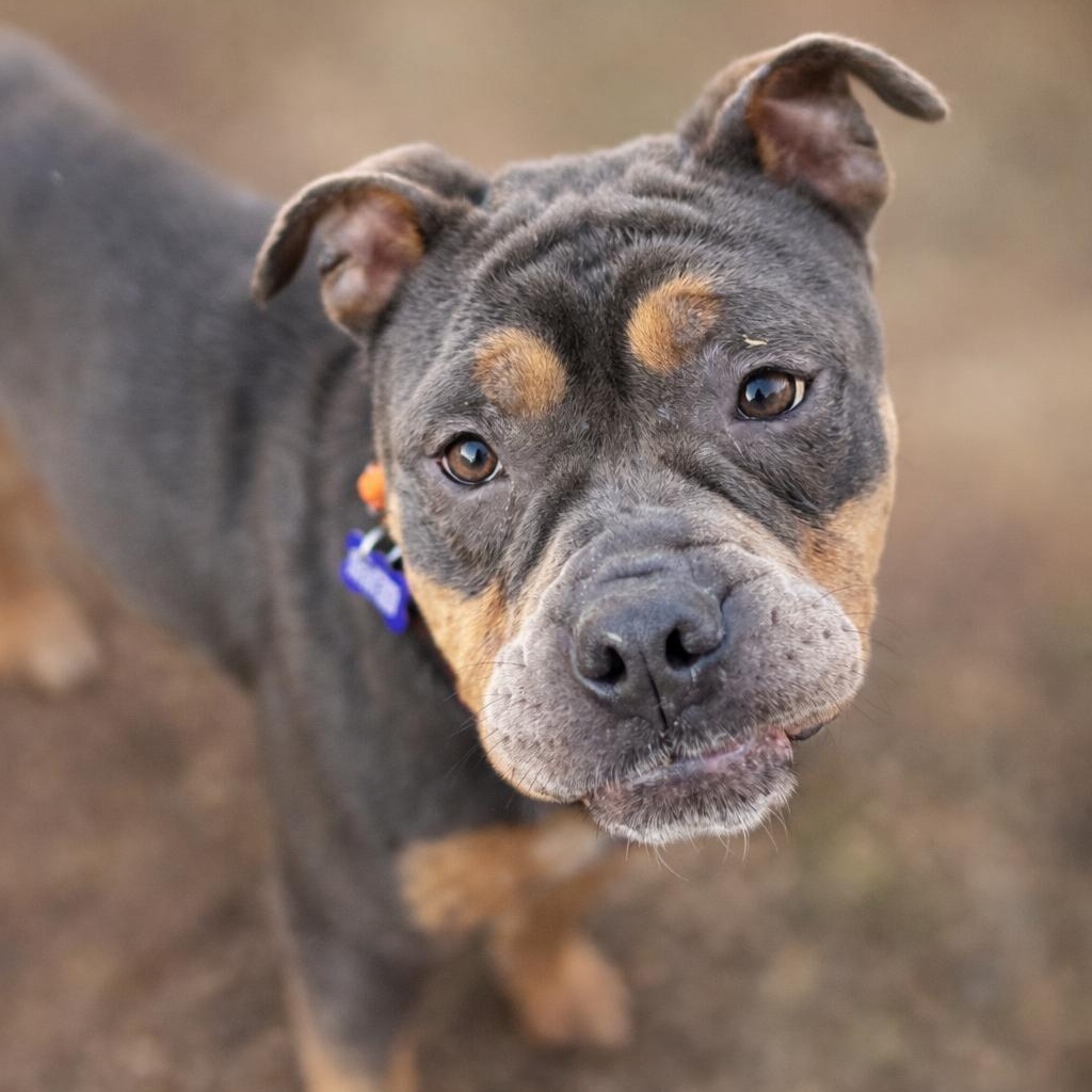 Buster Brown, a ADOPTABLE mixed breed in Austin, TX image 2/5