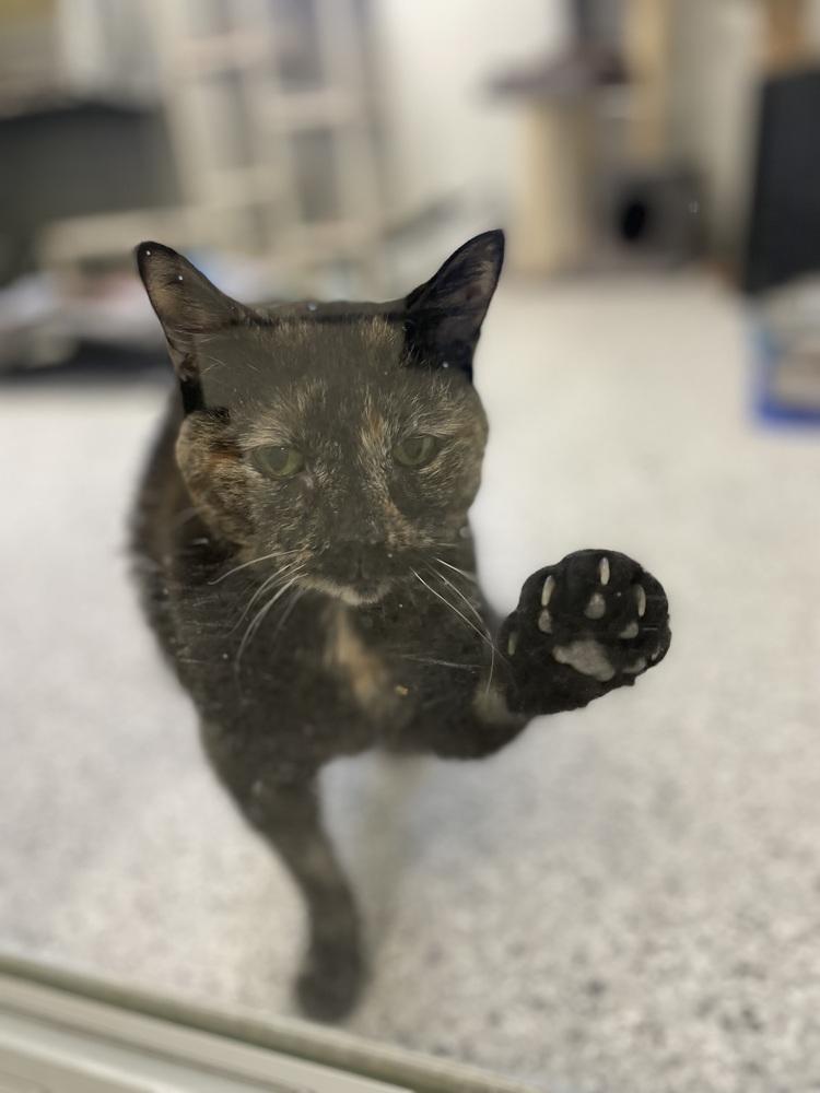 Jazzi, Adoptable, Adult Female Domestic Short Hair.