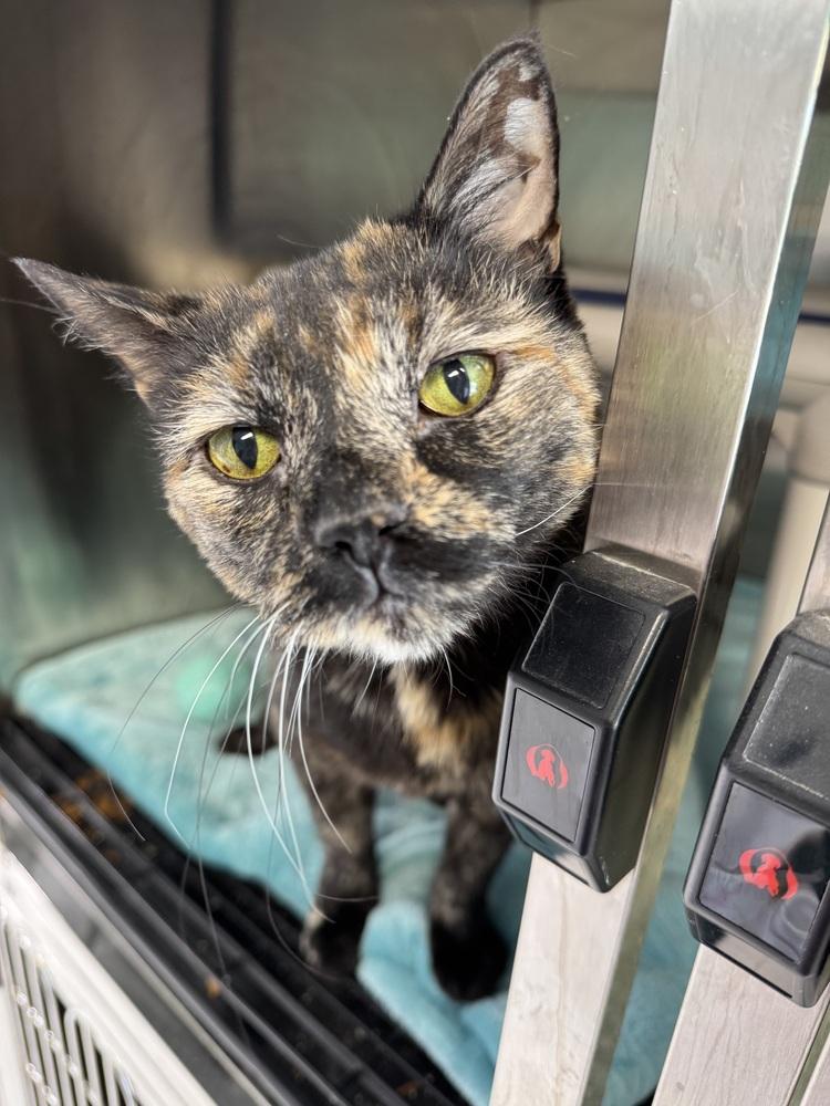 Enlarge Jazzi, a Adoptable Domestic Short Hair in Fort Walton Beach, FL image 1/1