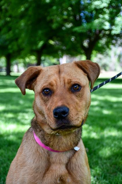 Gael, Adoptable, Adult Female Retriever & German Shepherd Dog.