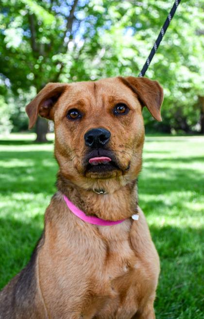 Gael, a Adoptable mixed breed in Yakima, WA image 2/3