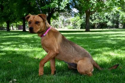 Gael, a Adoptable mixed breed in Yakima, WA image 3/3