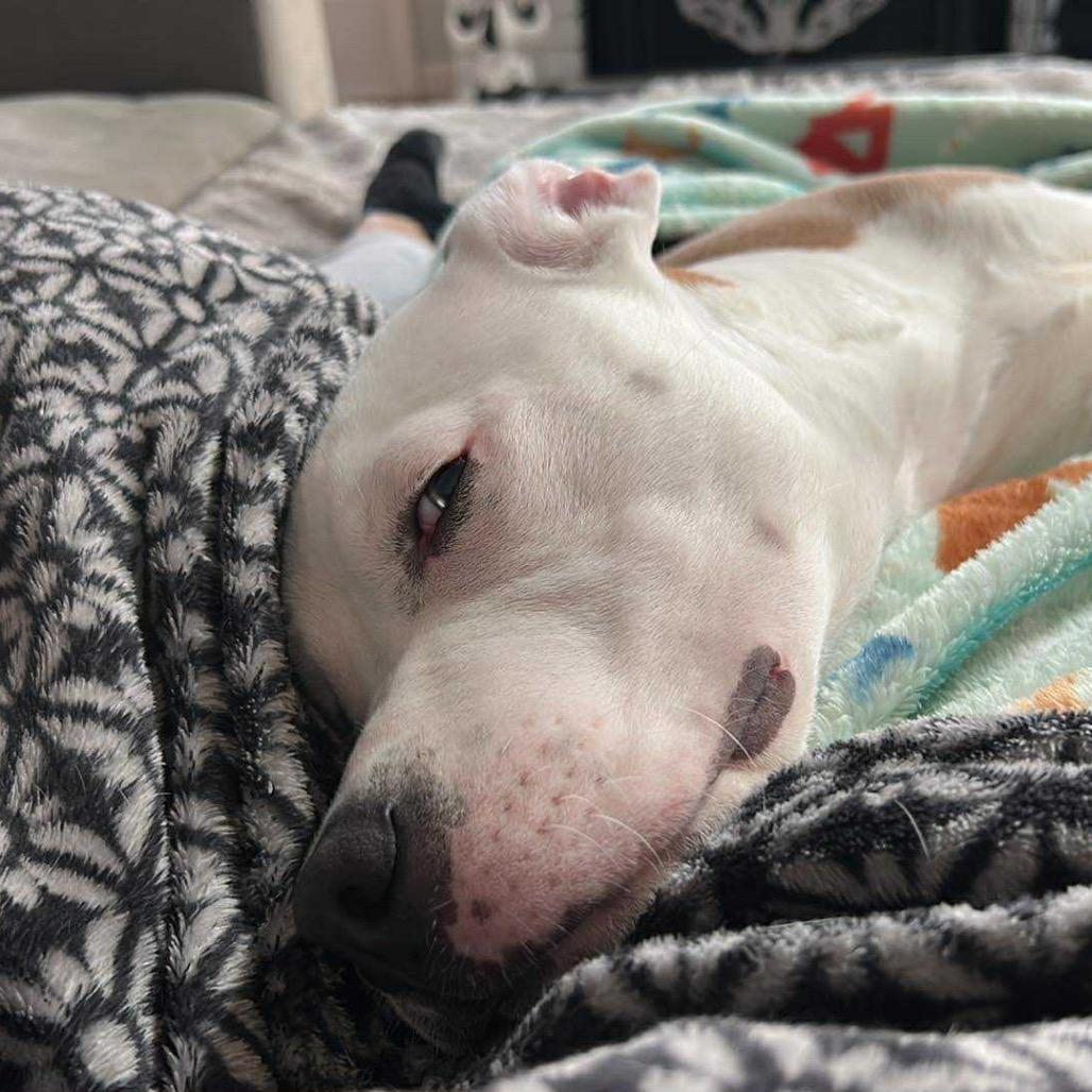 Jonas, Adoptable, Young Male American Staffordshire Terrier.