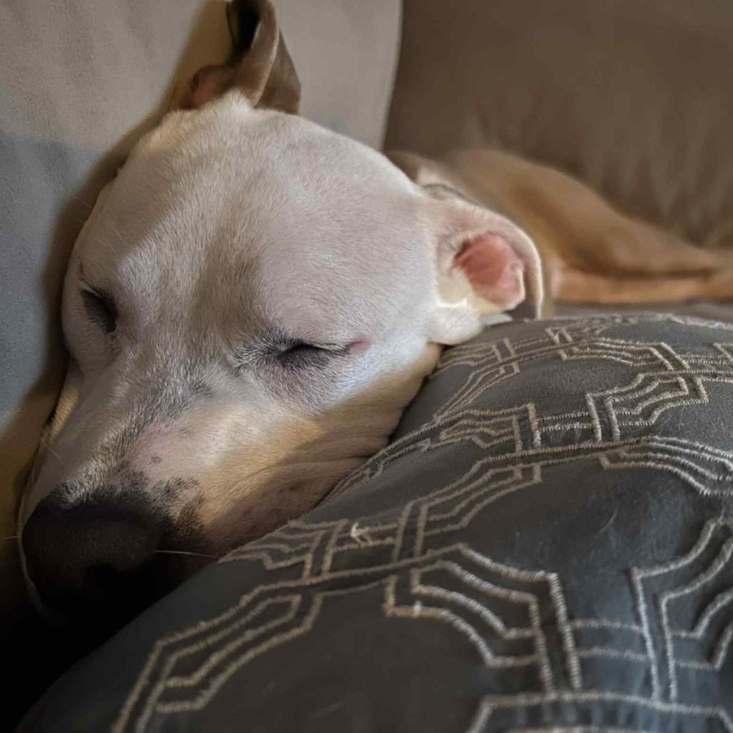 Enlarge Jonas, a Adoptable American Staffordshire Terrier in O'Fallon, MO image 2/6