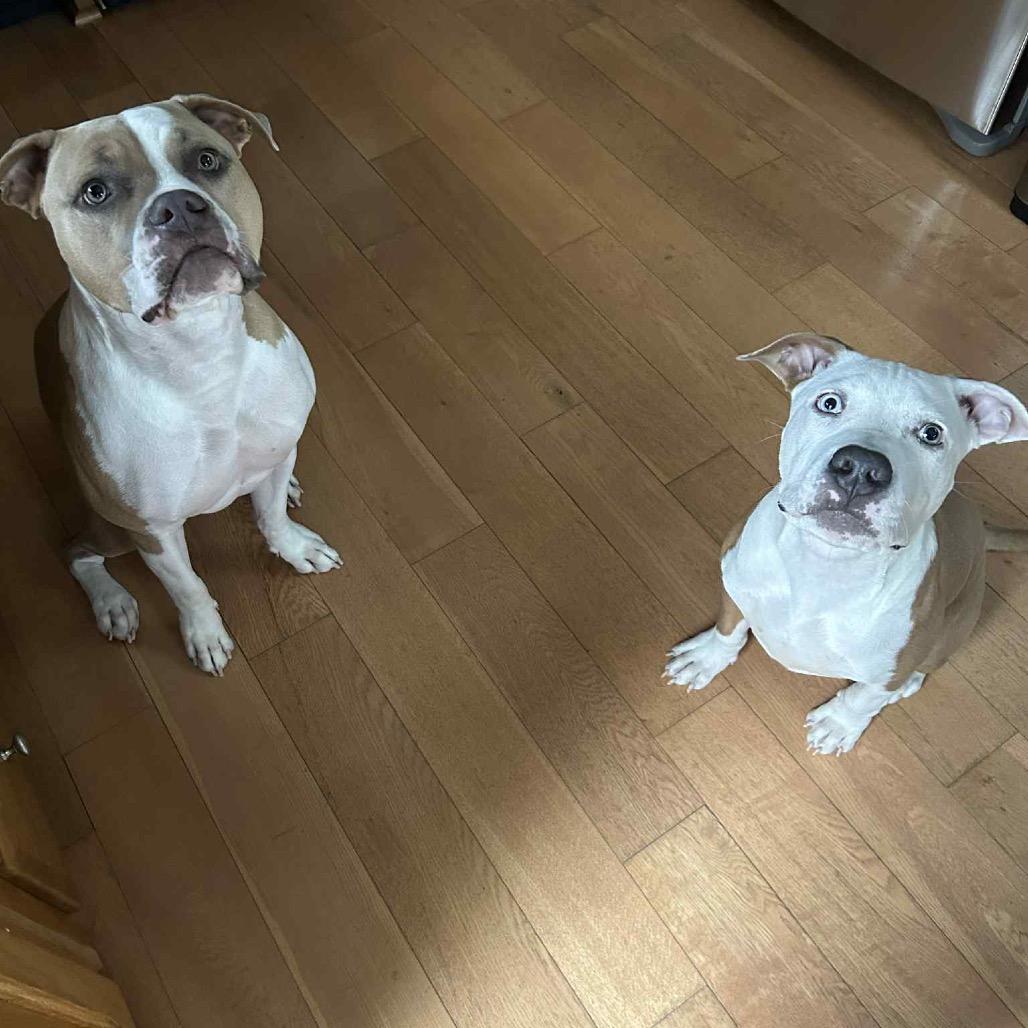 Enlarge Jonas, a Adoptable American Staffordshire Terrier in O'Fallon, MO image 3/6