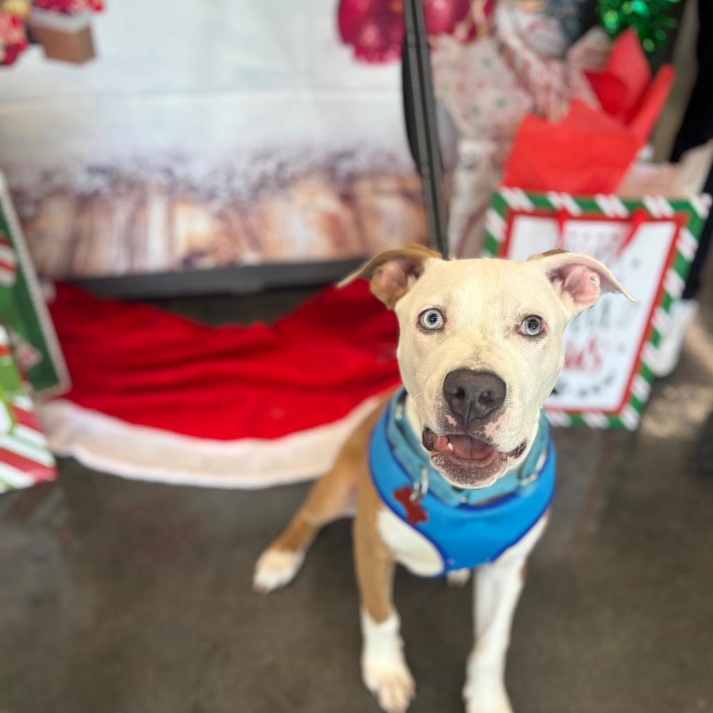 Enlarge Jonas, a Adoptable American Staffordshire Terrier in O'Fallon, MO image 4/6