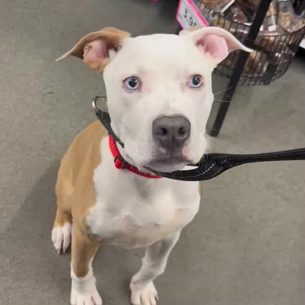 Enlarge Jonas, a Adoptable American Staffordshire Terrier in O'Fallon, MO image 5/6