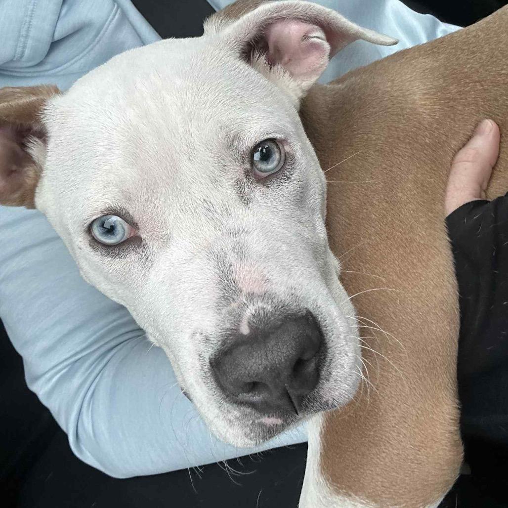 Enlarge Jonas, a Adoptable American Staffordshire Terrier in O'Fallon, MO image 6/6