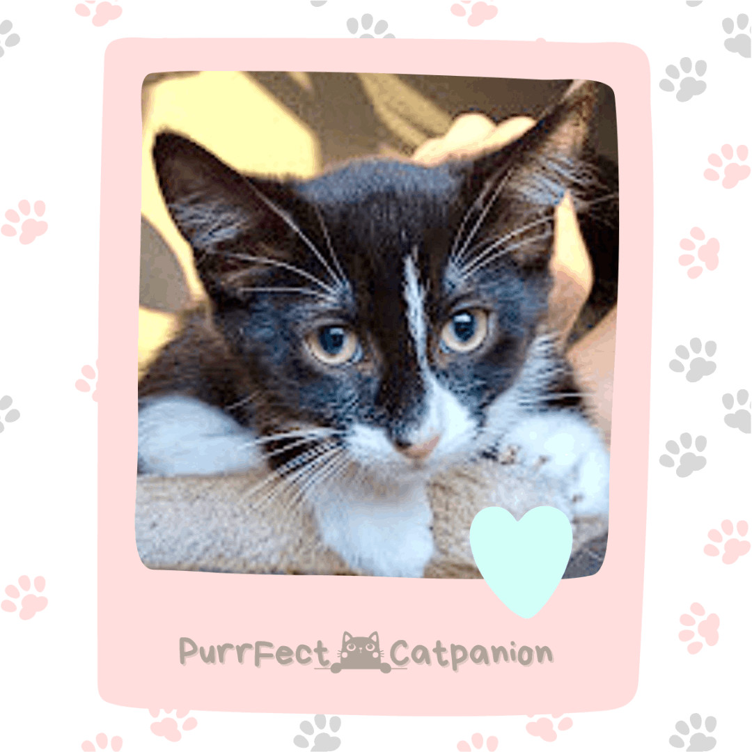 Enlarge Gigi Girl, a Adopted Domestic Short Hair in Weehawken, NJ image 1/6