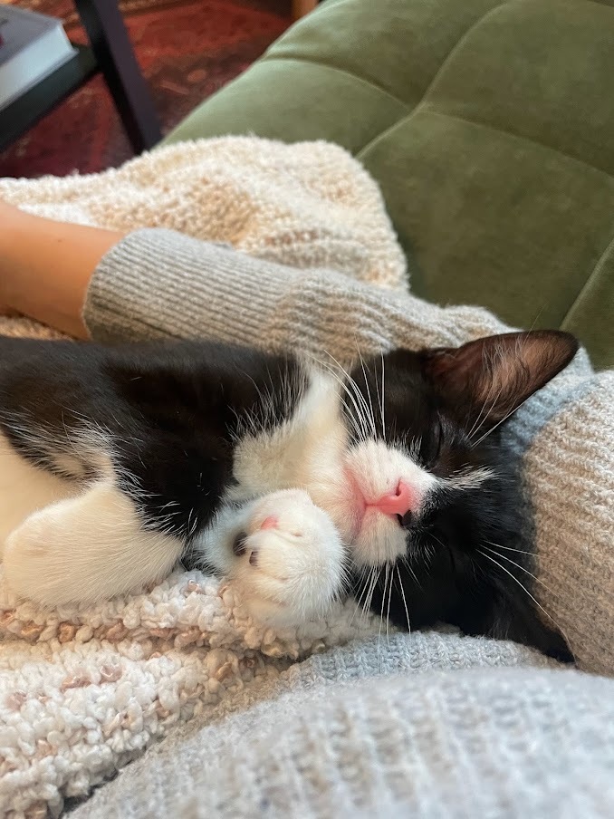 Enlarge Gigi Girl, a Adopted Domestic Short Hair in Weehawken, NJ image 2/6