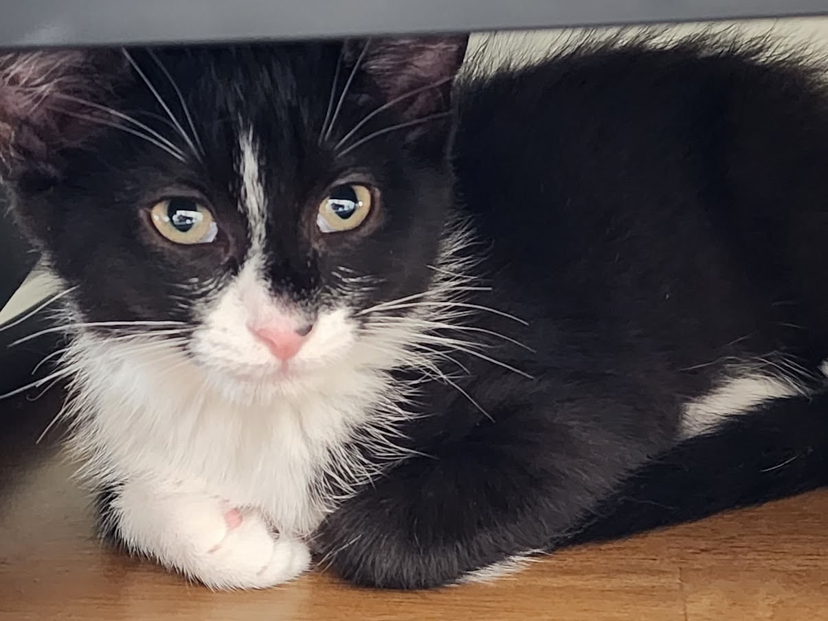 Enlarge Gigi Girl, a Adopted Domestic Short Hair in Weehawken, NJ image 3/6